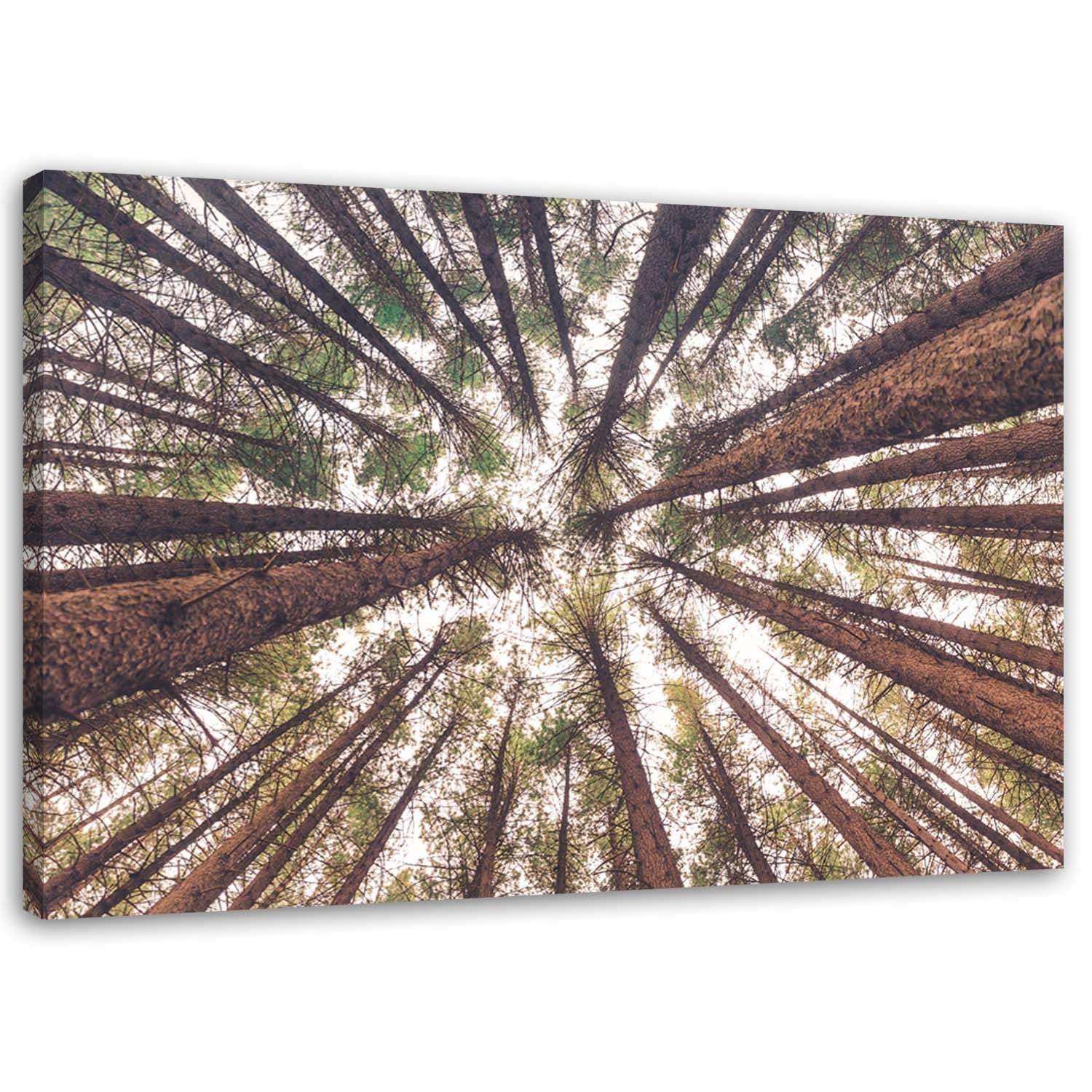 Canvas, Tall pines