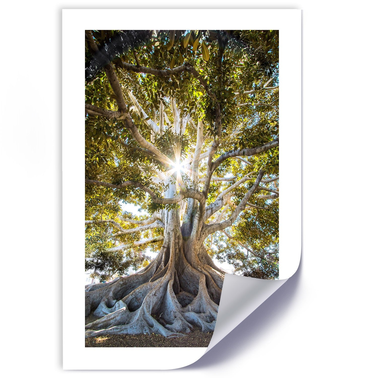 Poster, Large exotic tree