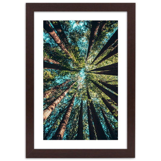 Picture in frame, The branches of tall trees