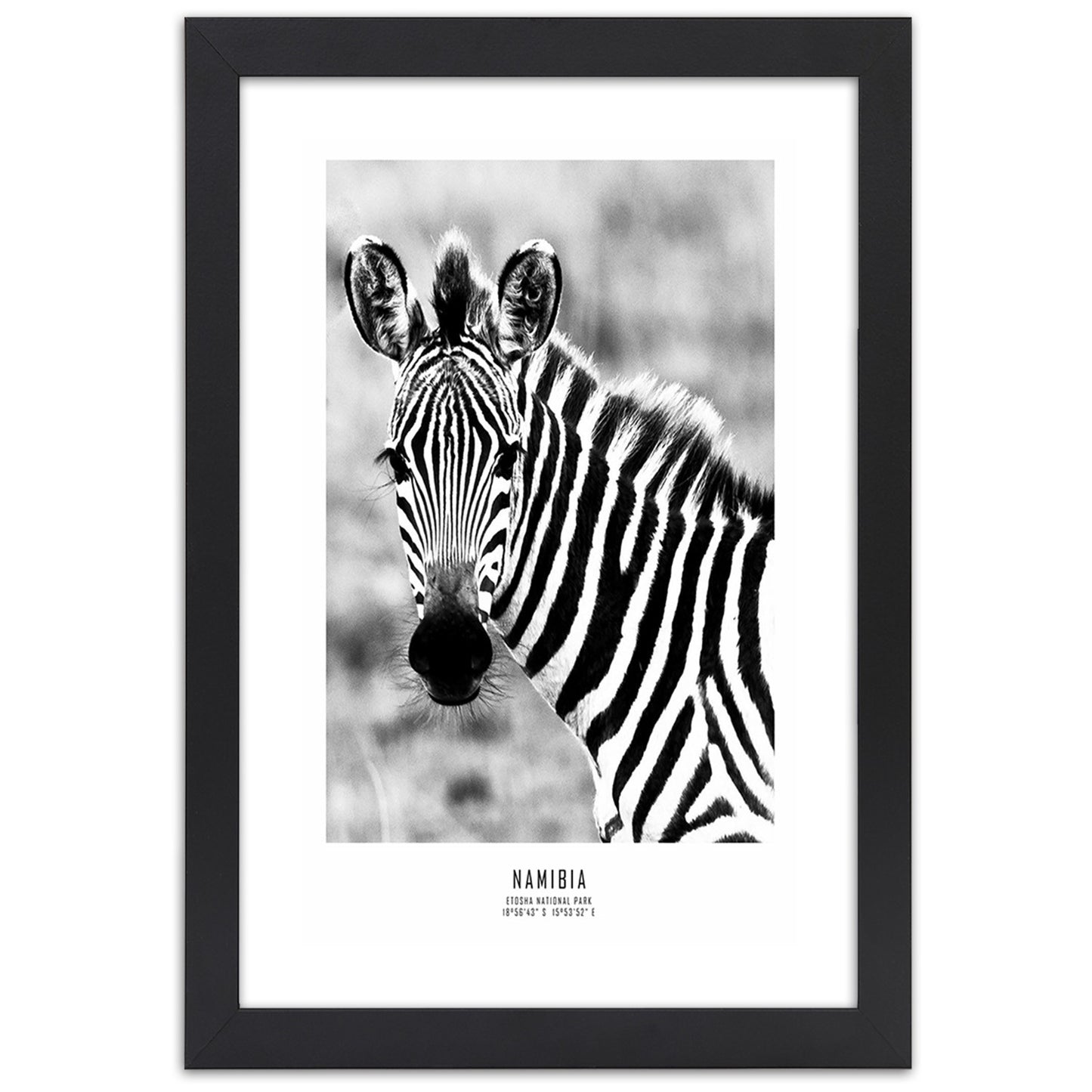 Picture in frame, Curious zebra