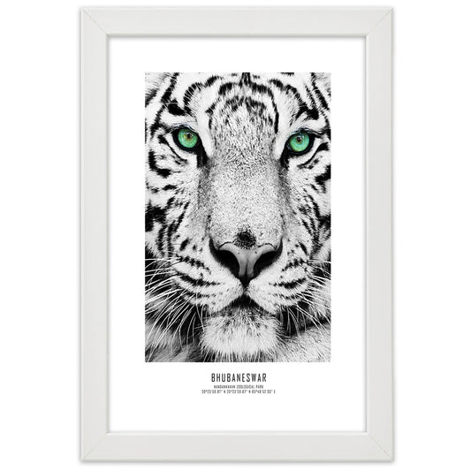 Picture in frame, White tiger