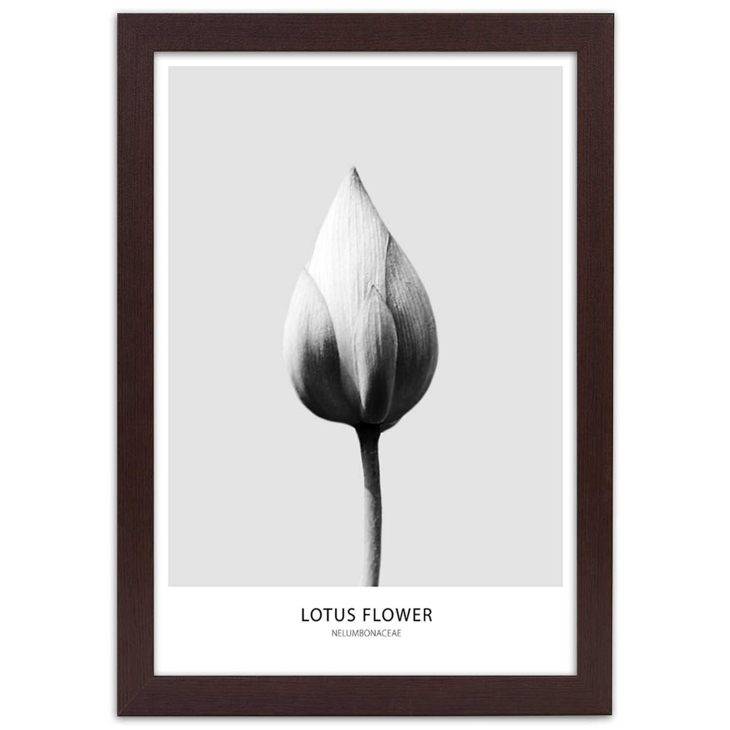 Picture in frame, White lotus bud