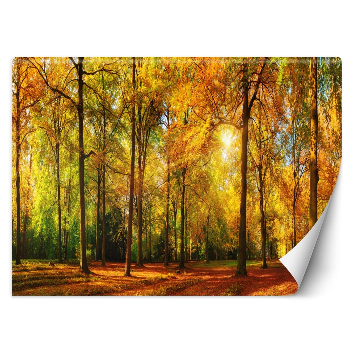 Wallpaper, Autumn forest