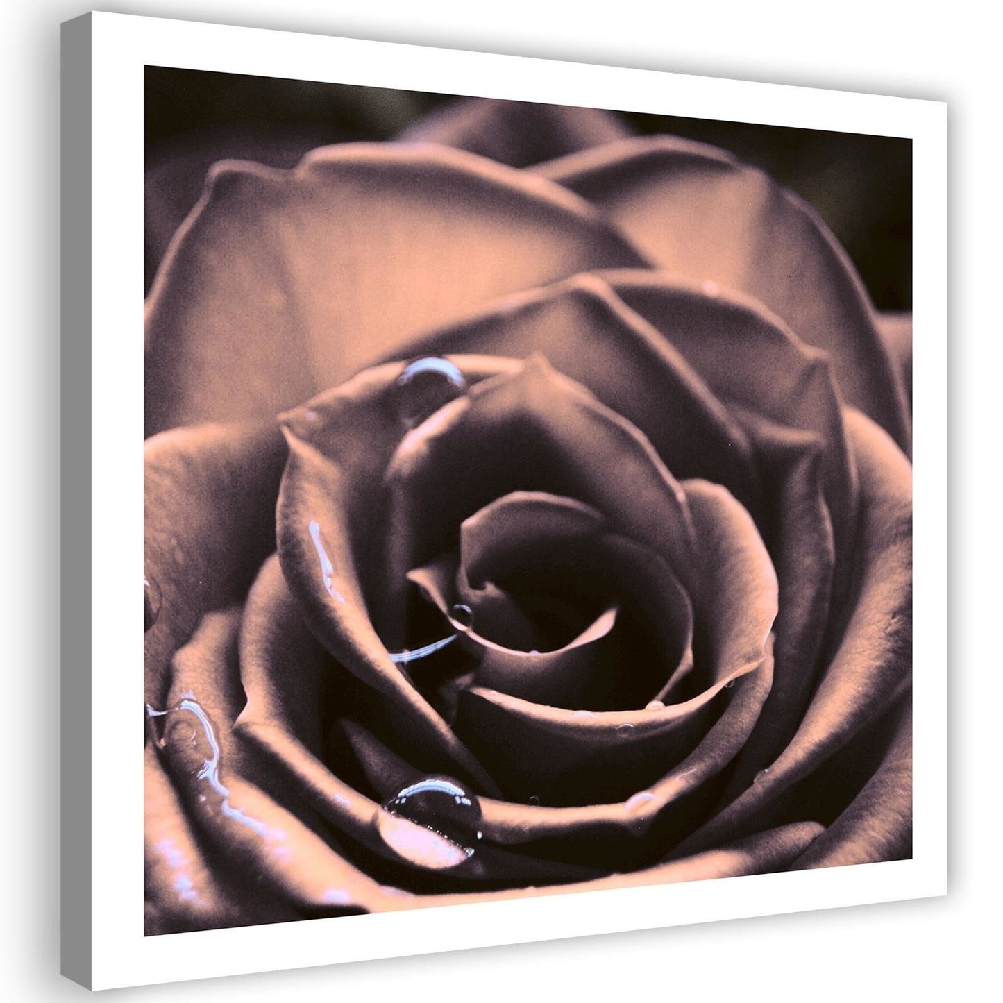 Canvas, Water droplets on a rose