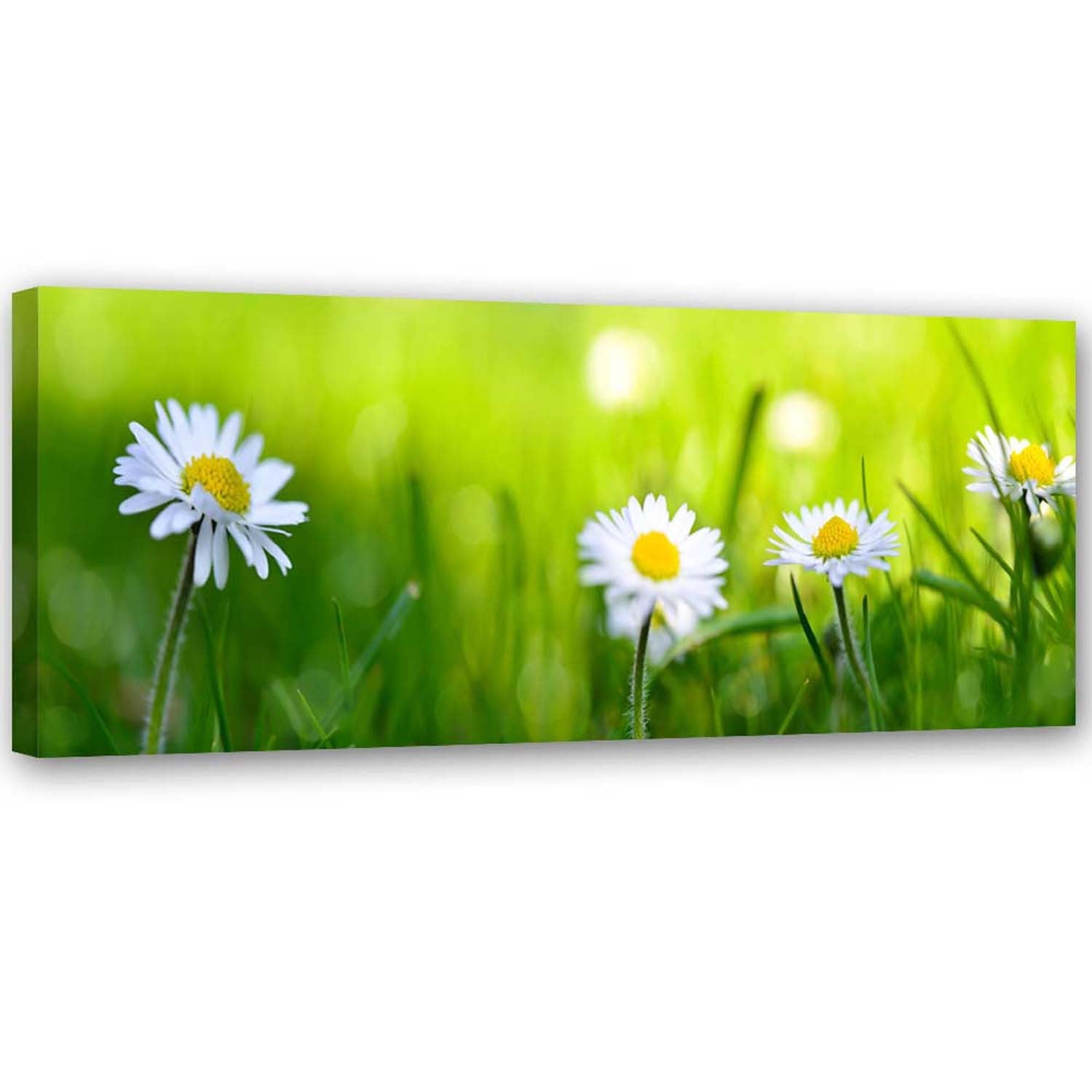 Canvas, Daisies in the grass