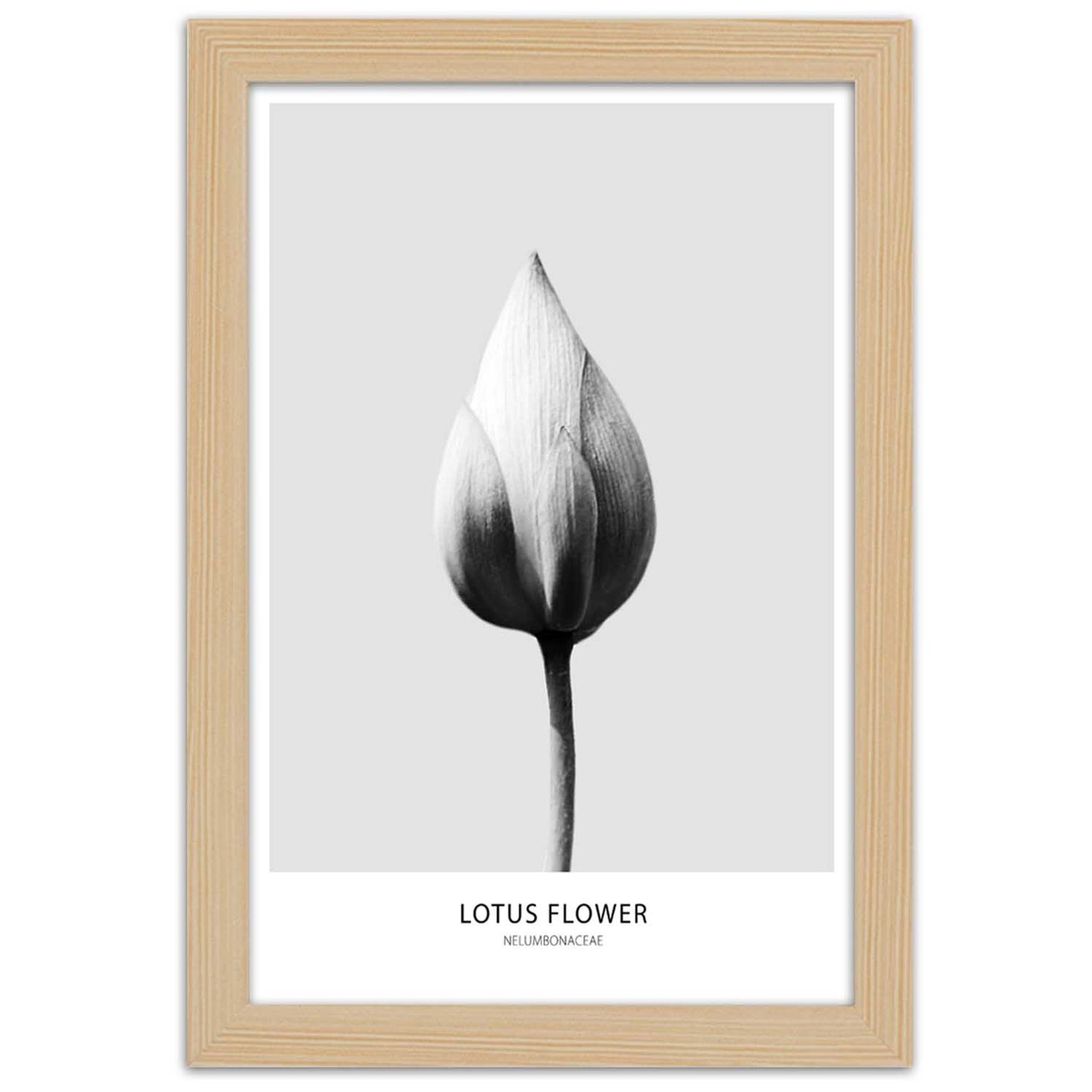 Picture in frame, White lotus bud