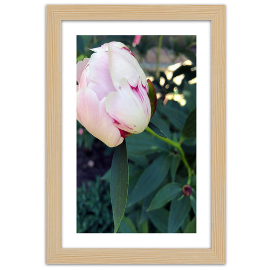 Picture in frame, White peony