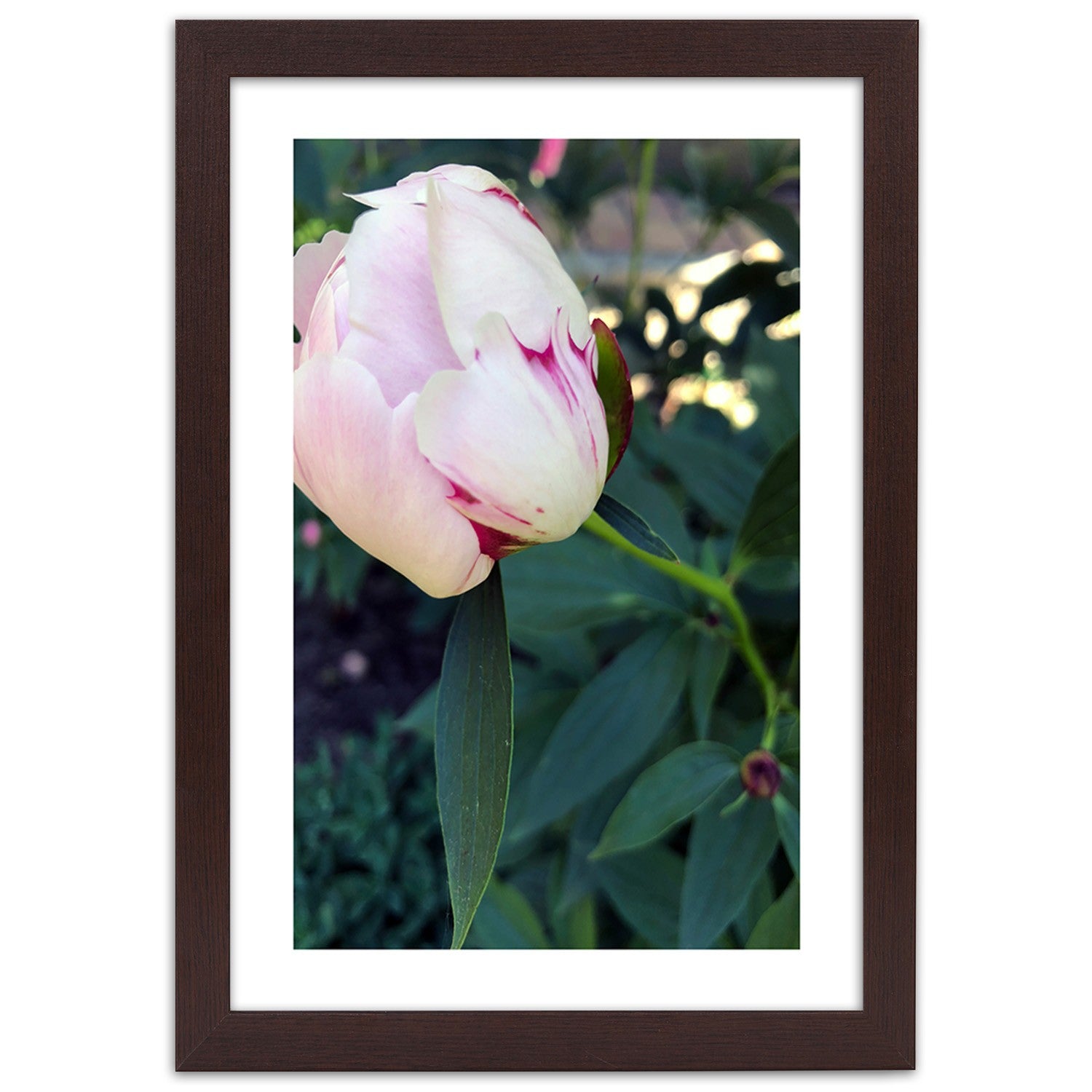 Picture in frame, White peony