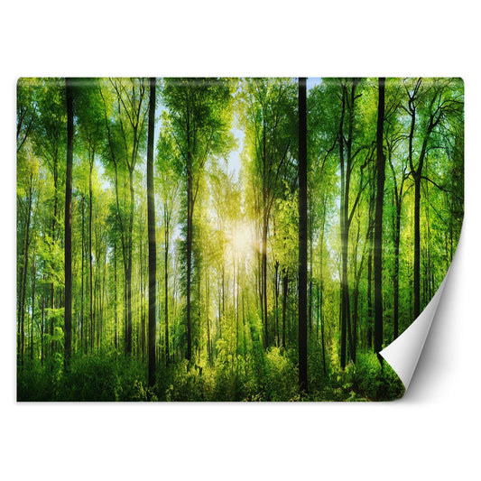 Wallpaper, Sunrays in a green forest