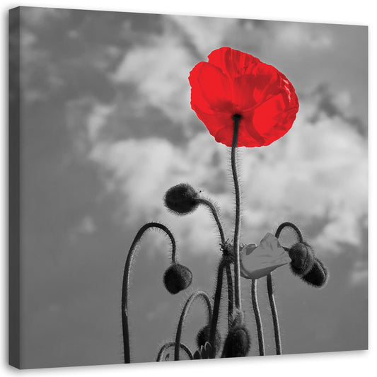 Canvas, Poppy in bloom