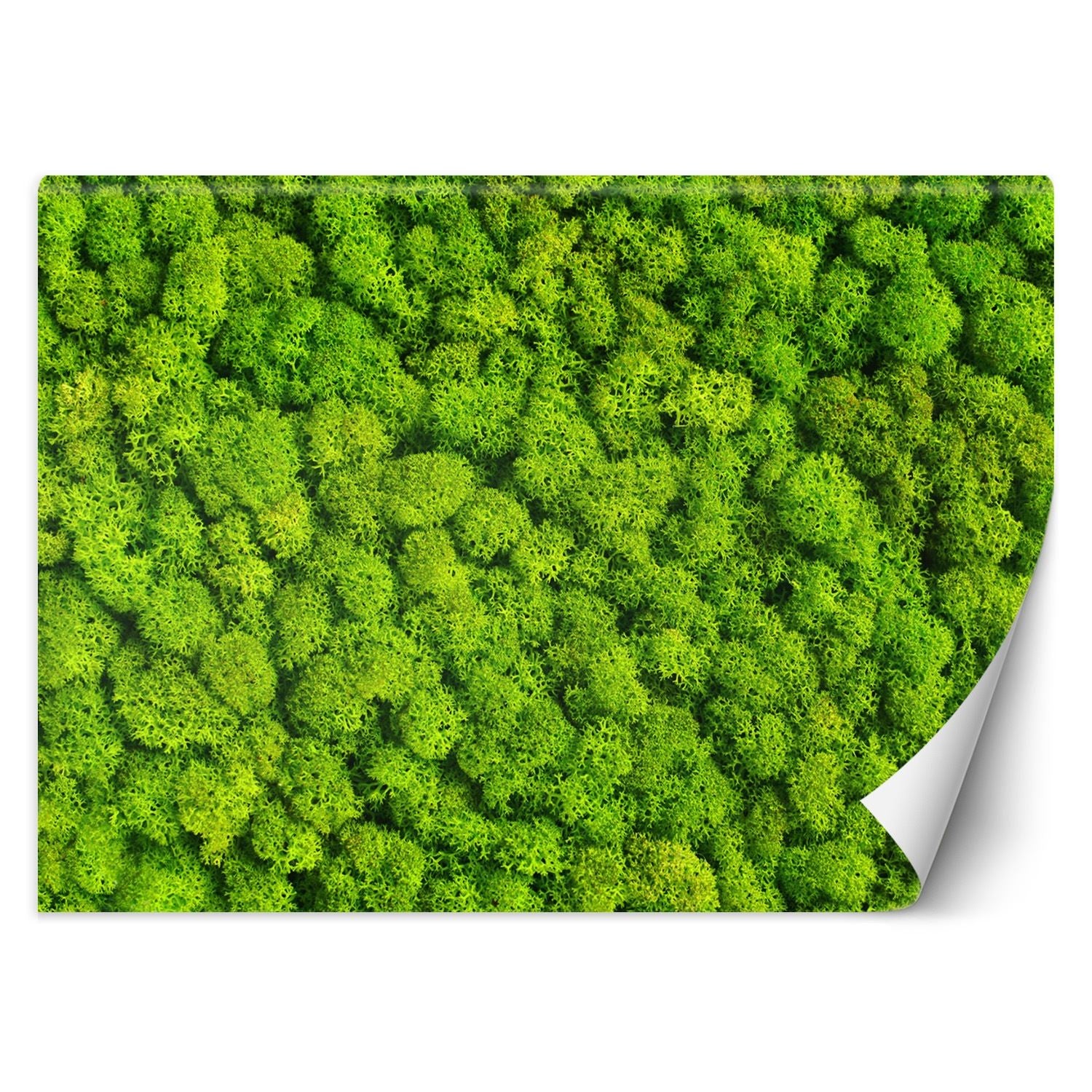 Wallpaper, Moss weed