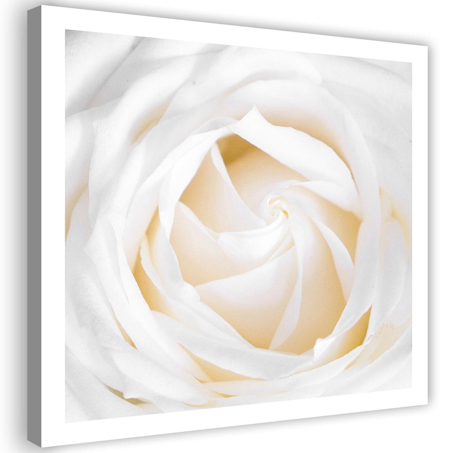 Canvas, Delicate rose