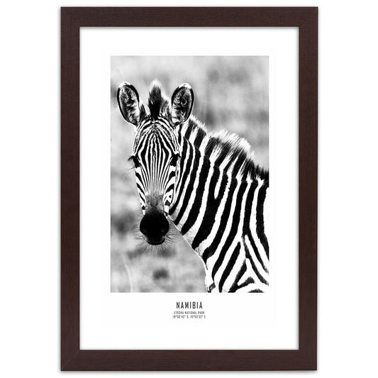 Picture in frame, Curious zebra