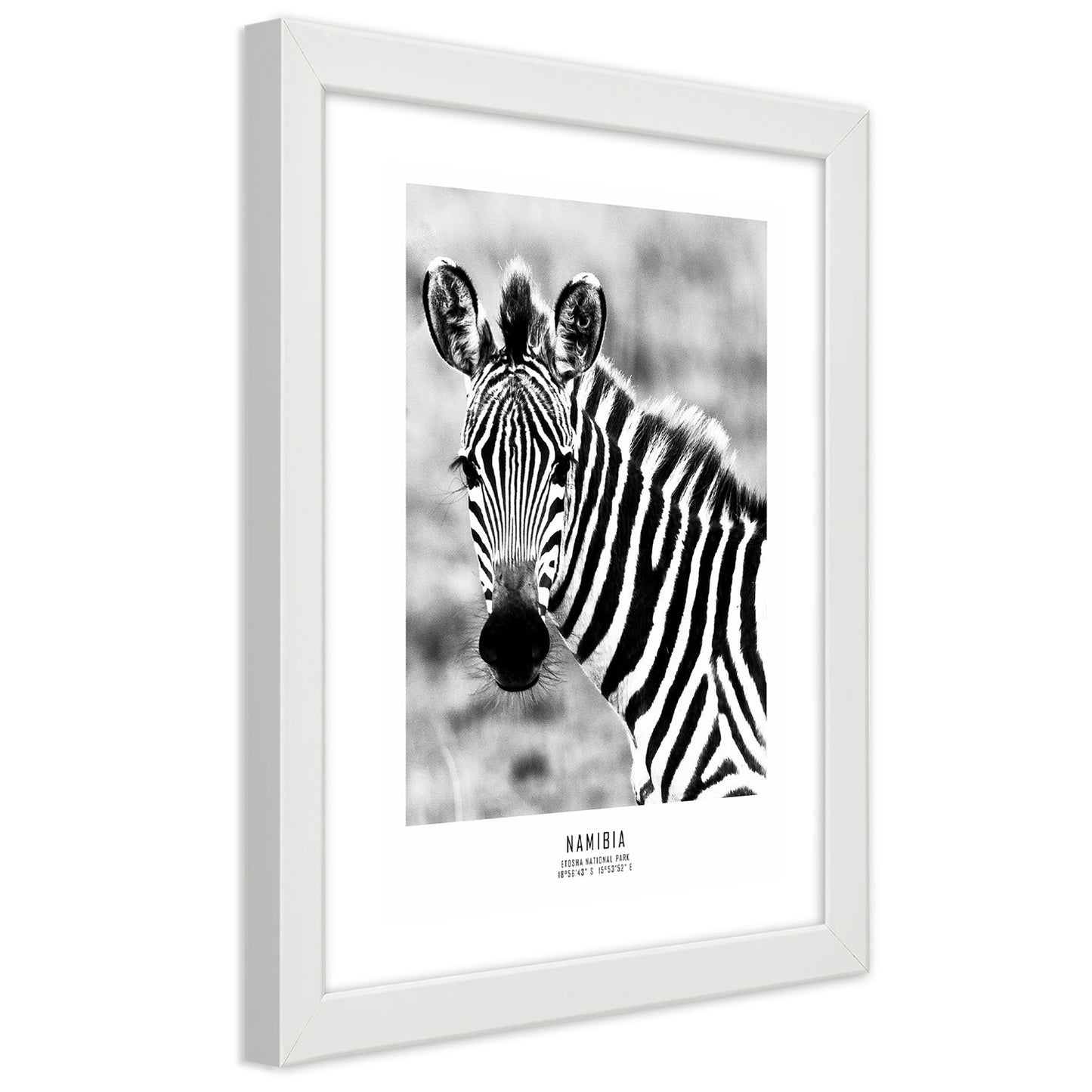 Paveikslas Smalsus Zebras