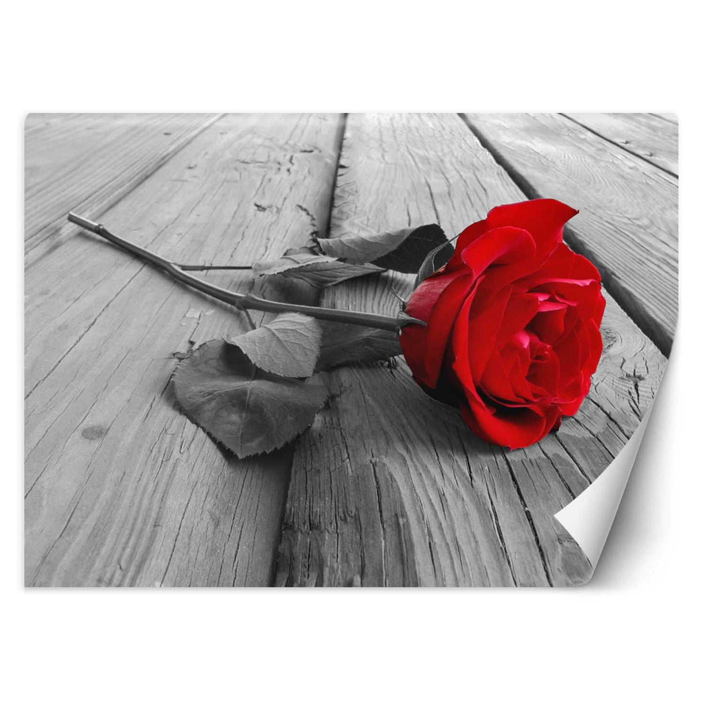 Wallpaper, Red rose