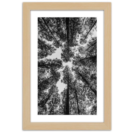 Picture in frame, Crowns of trees