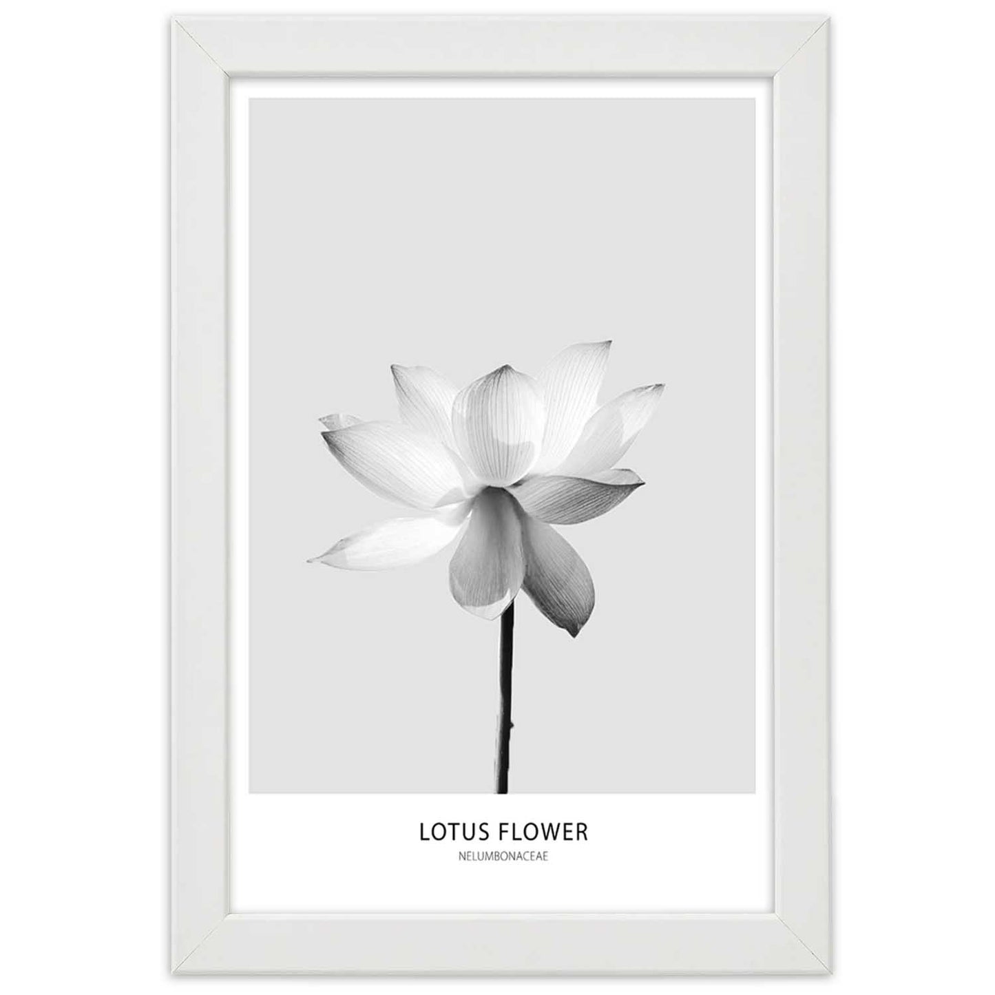 Picture in frame, White lotus flower