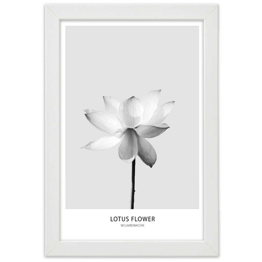 Picture in frame, White lotus flower