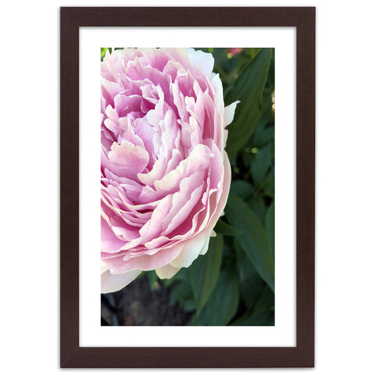 Picture in frame, Pretty pink peony