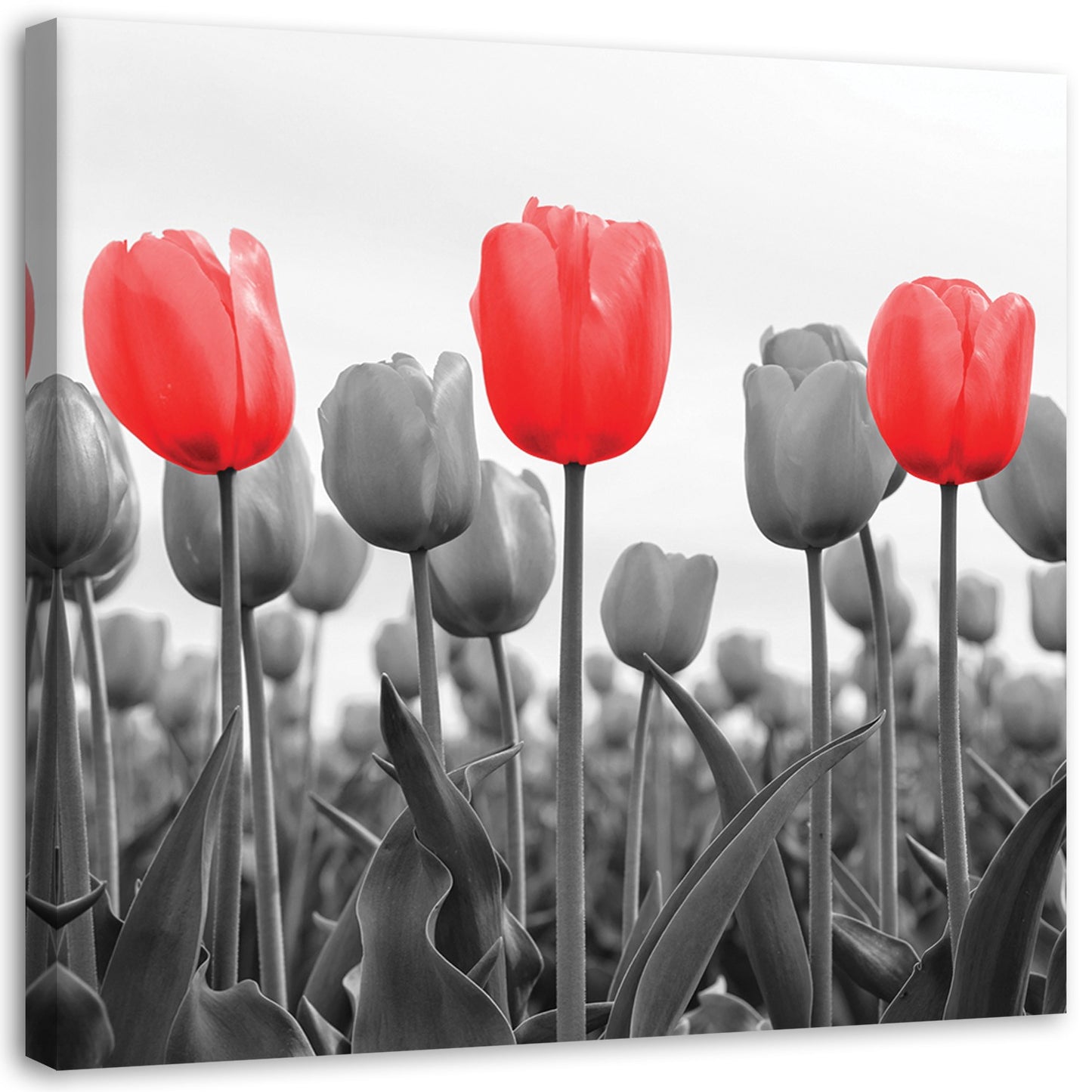 Canvas, Red tulips on a meadow