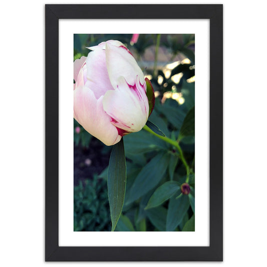 Picture in frame, White peony