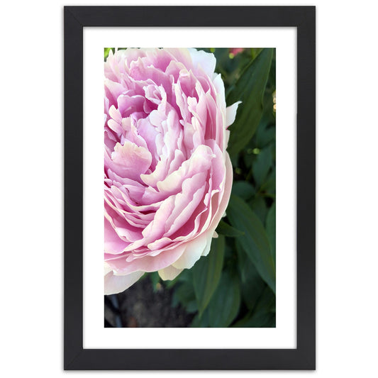 Picture in frame, Pretty pink peony