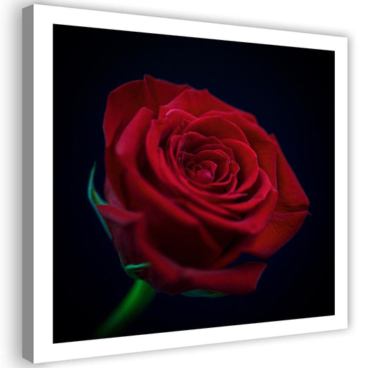 Canvas, Red rose in the dark