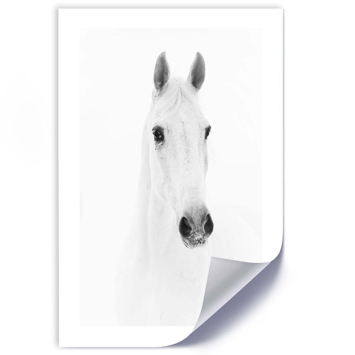 Poster, Grey horse