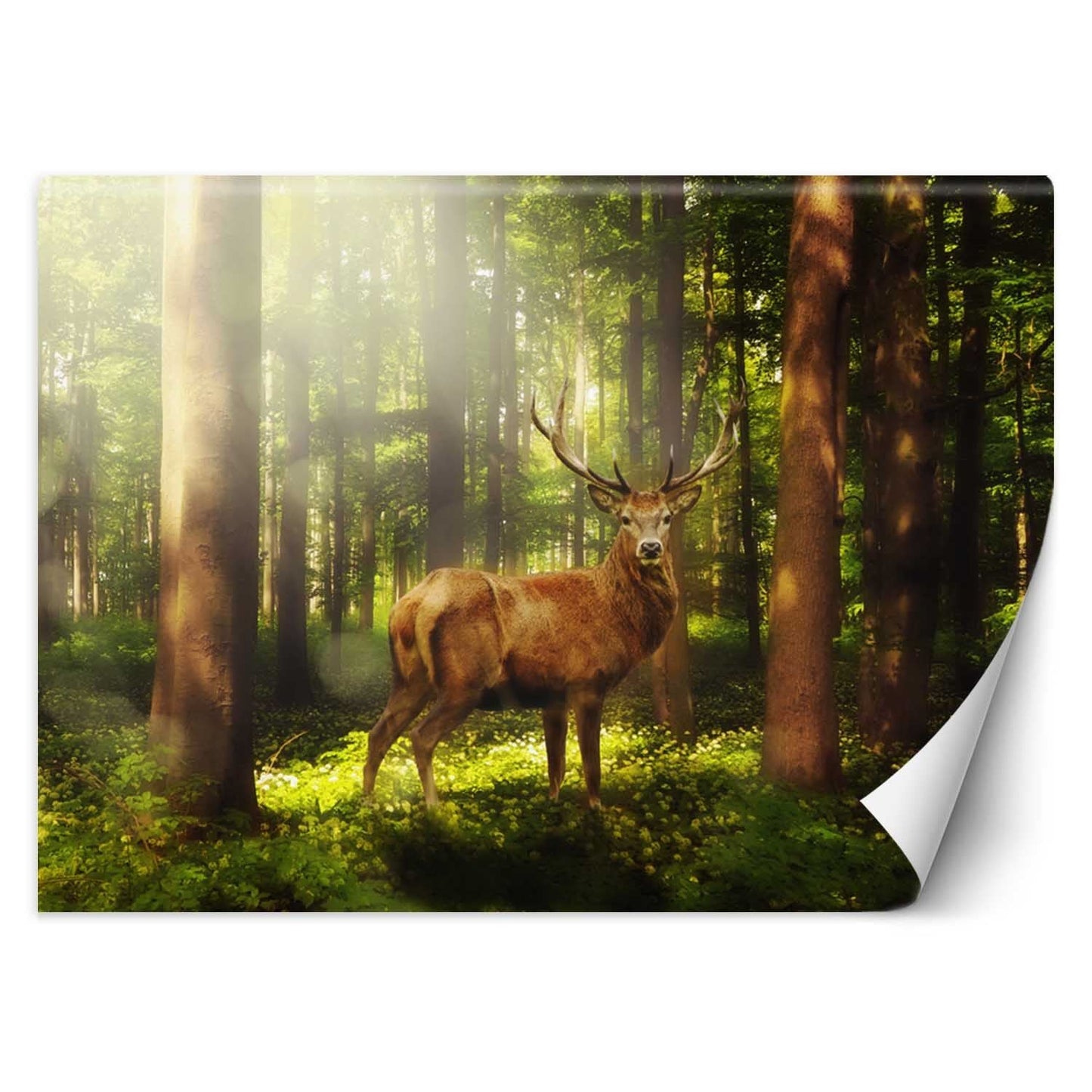 Wallpaper, Deer in the forest