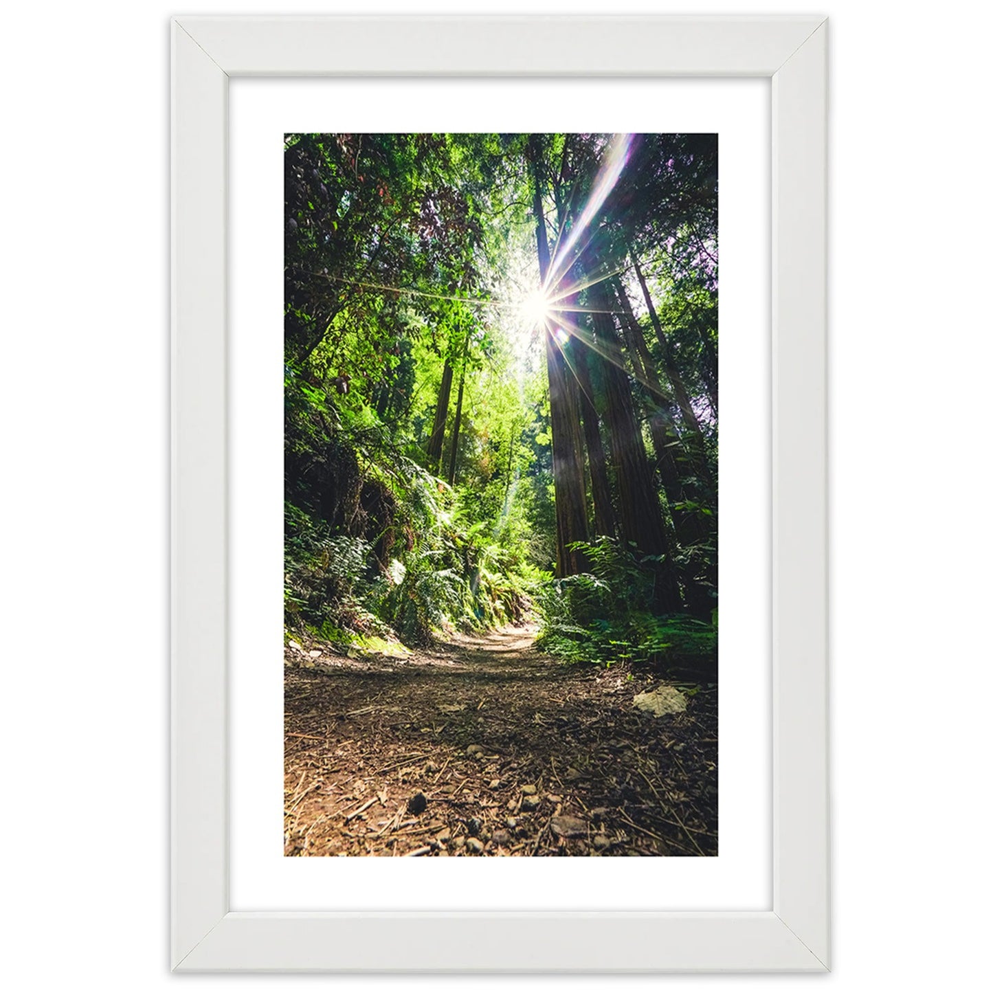 Picture in frame, Path in a dense forest