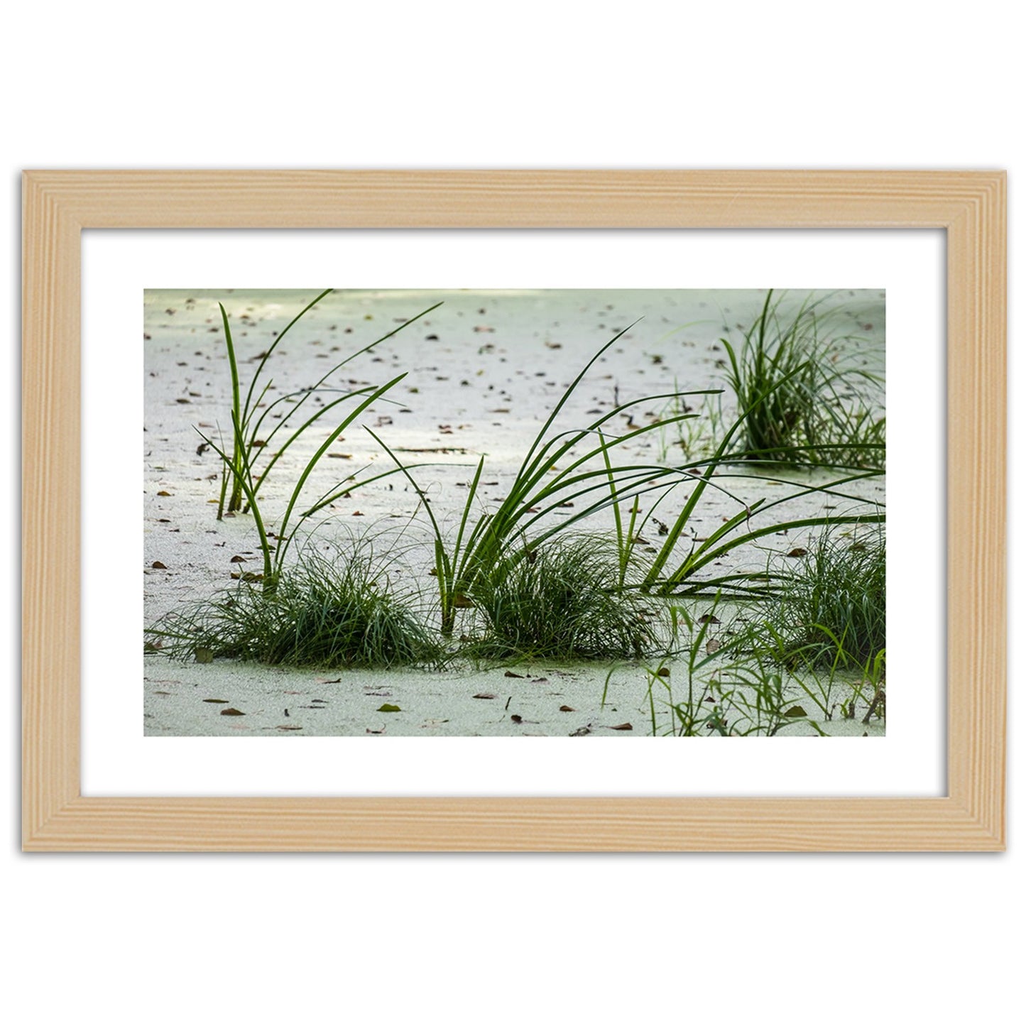 Picture in frame, Grasses on the beach