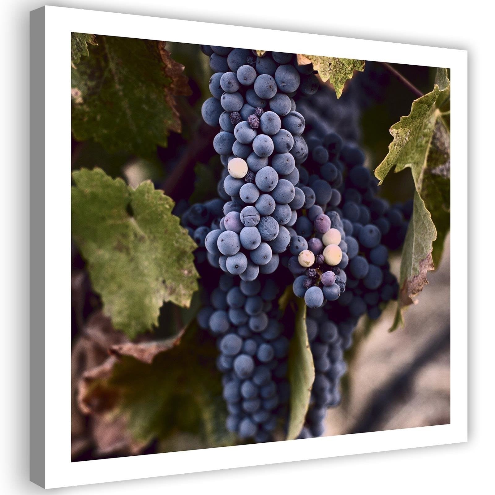 Canvas, Dark grapes