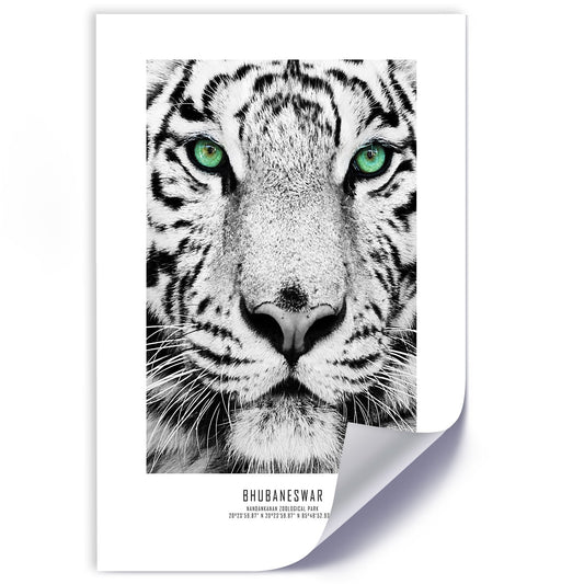 Poster, White tiger