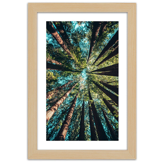 Picture in frame, The branches of tall trees