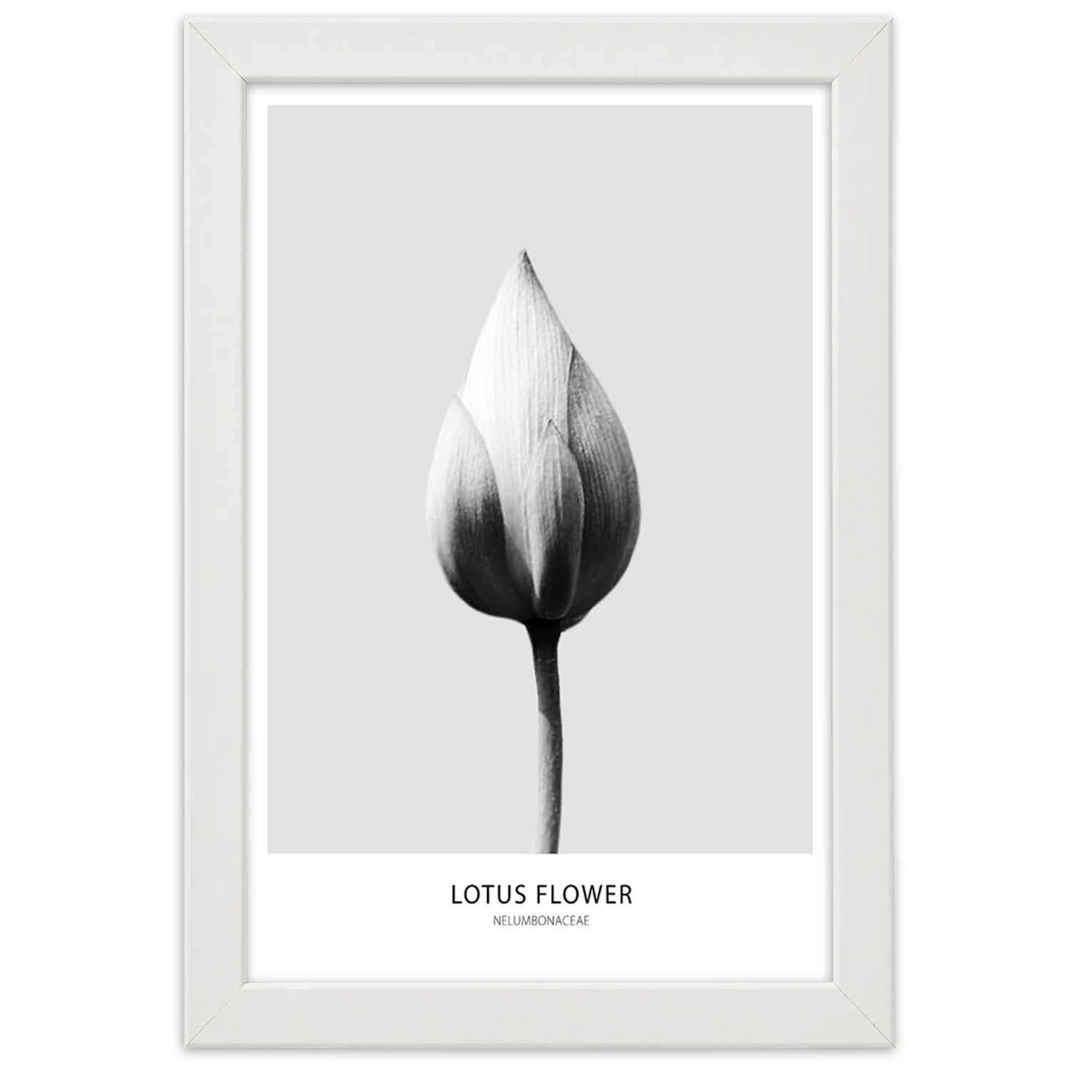 Picture in frame, White lotus bud