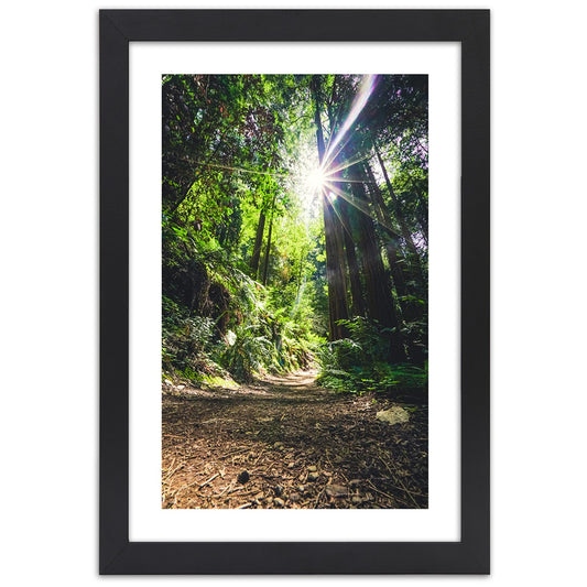 Picture in frame, Path in a dense forest