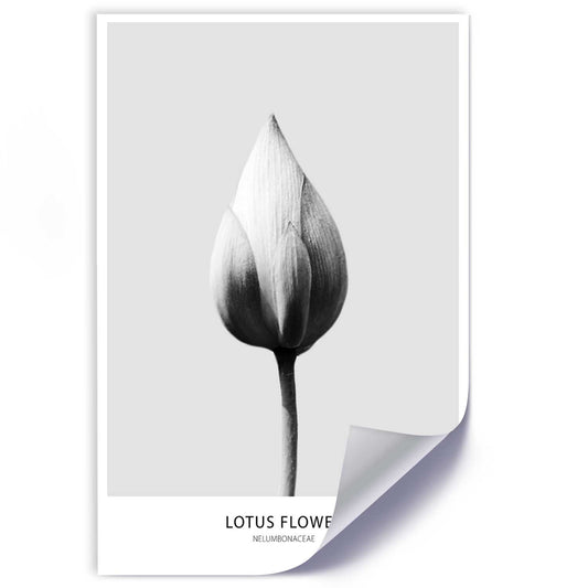 Poster, White lotus bud