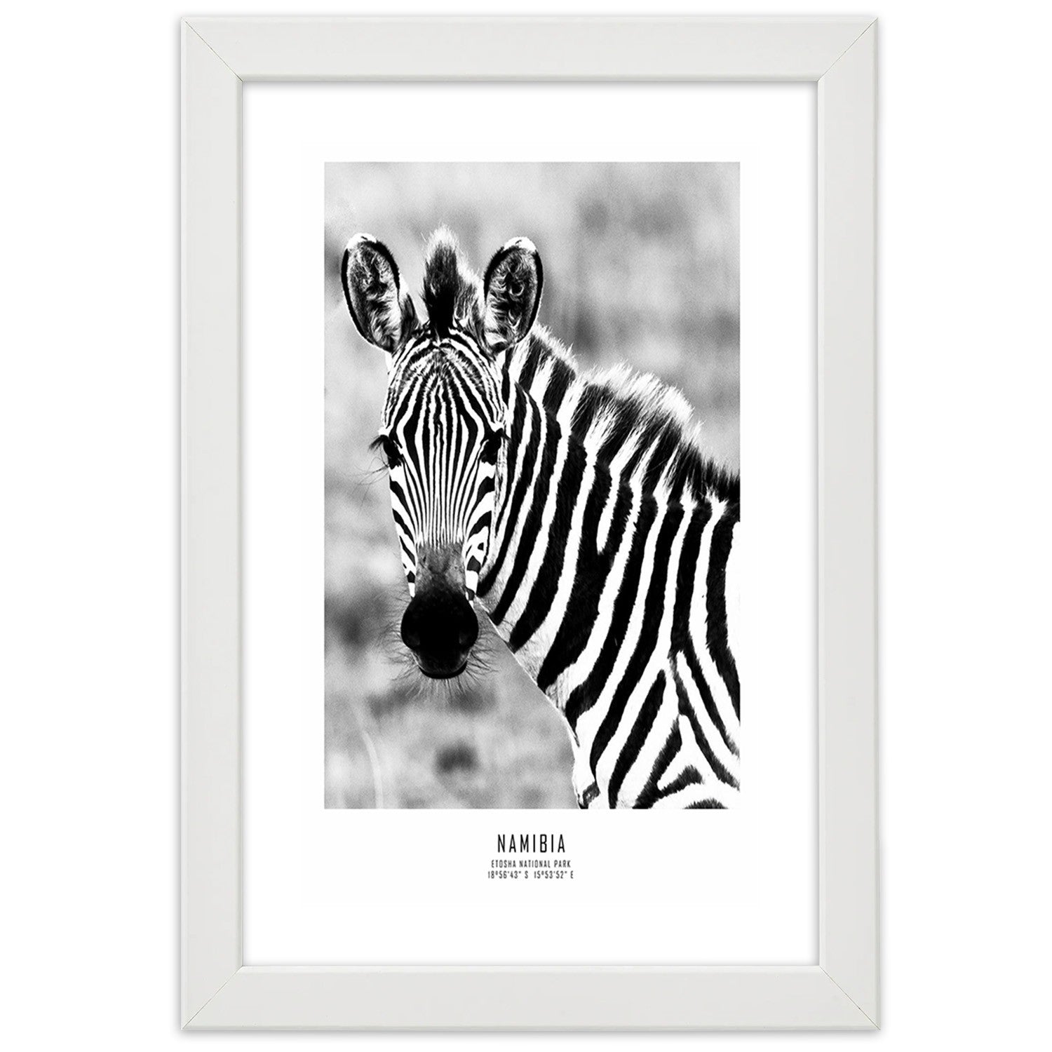 Picture in frame, Curious zebra