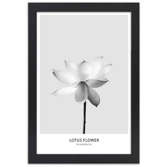 Picture in frame, White lotus flower