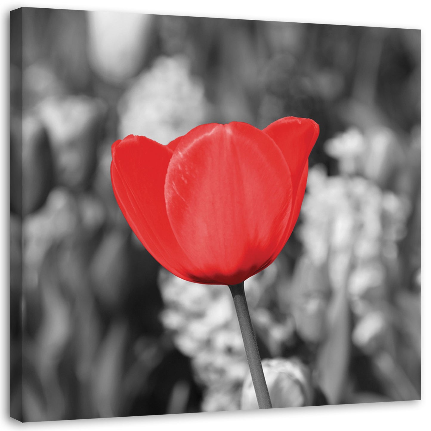 Canvas, Red tulip in the meadow