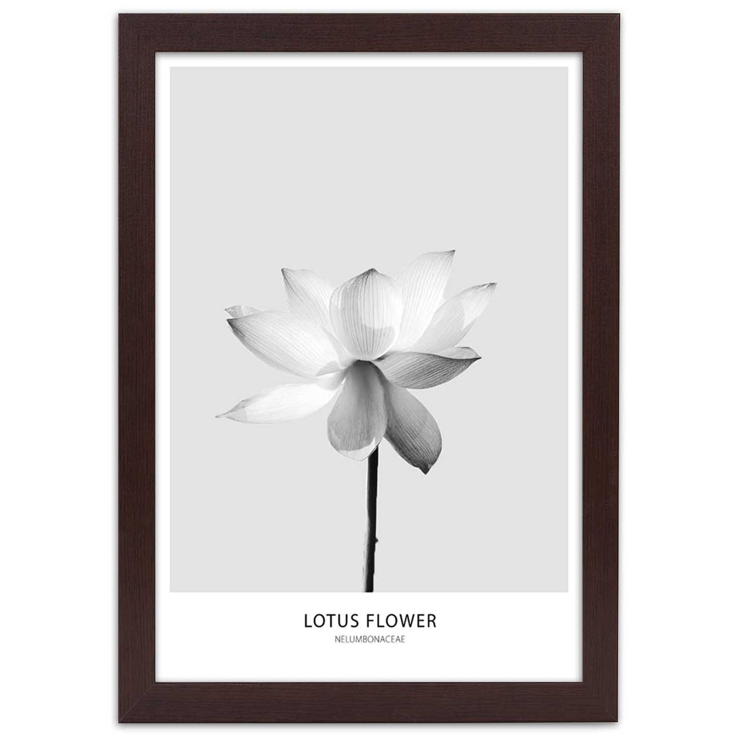 Picture in frame, White lotus flower