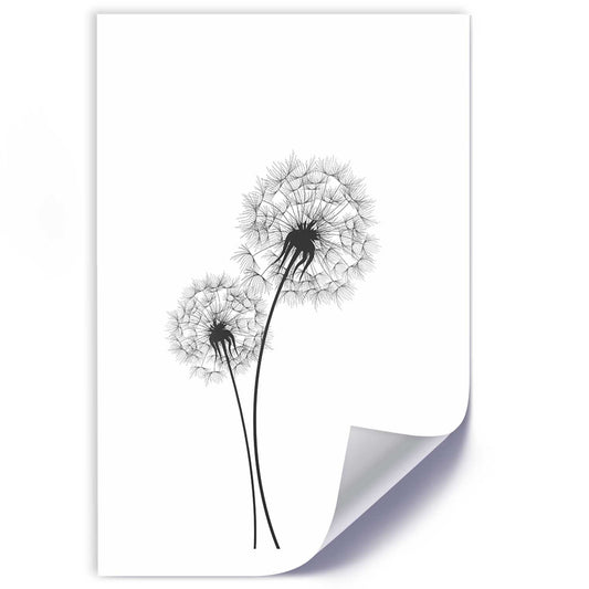 Poster, Drawn two dandelions