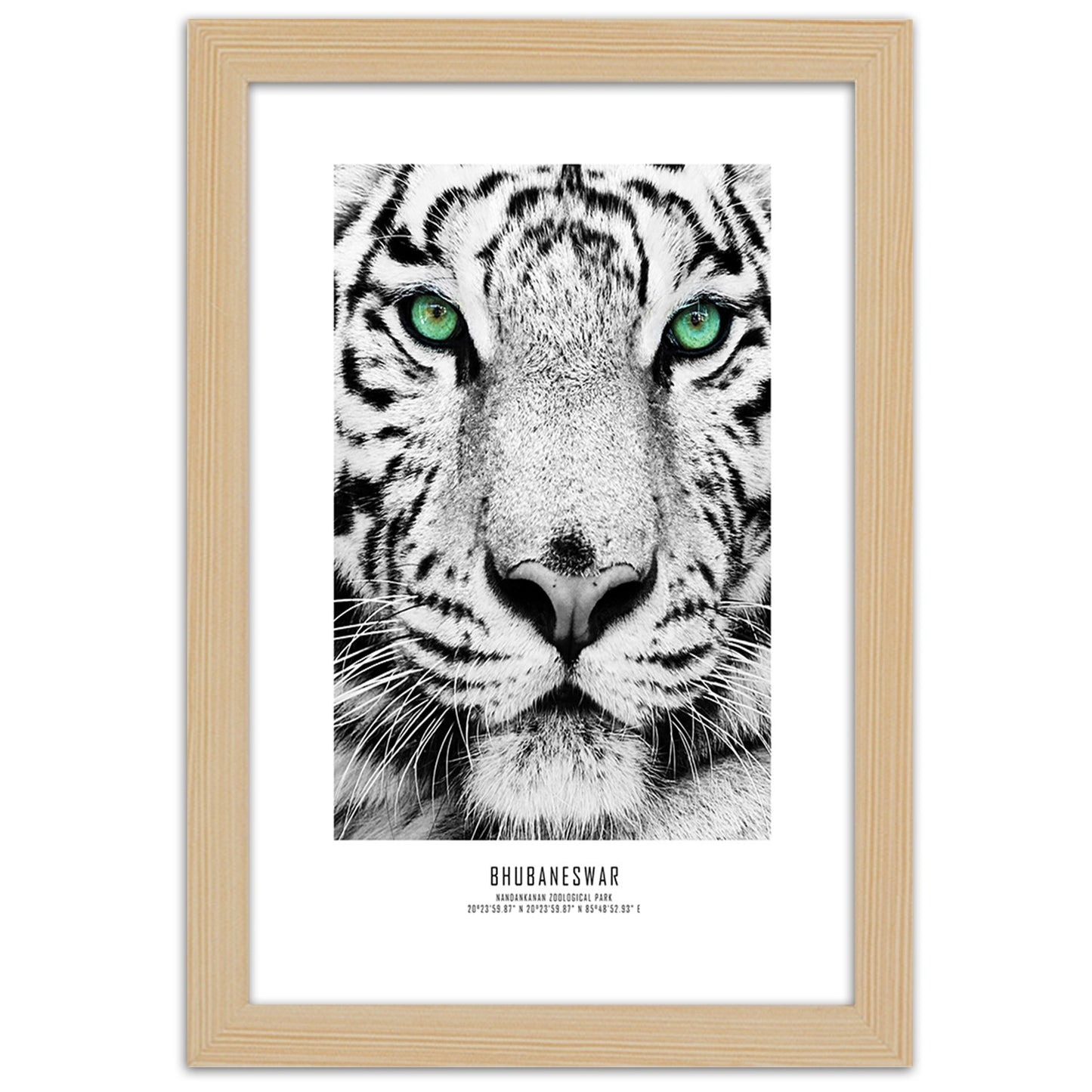 Picture in frame, White tiger