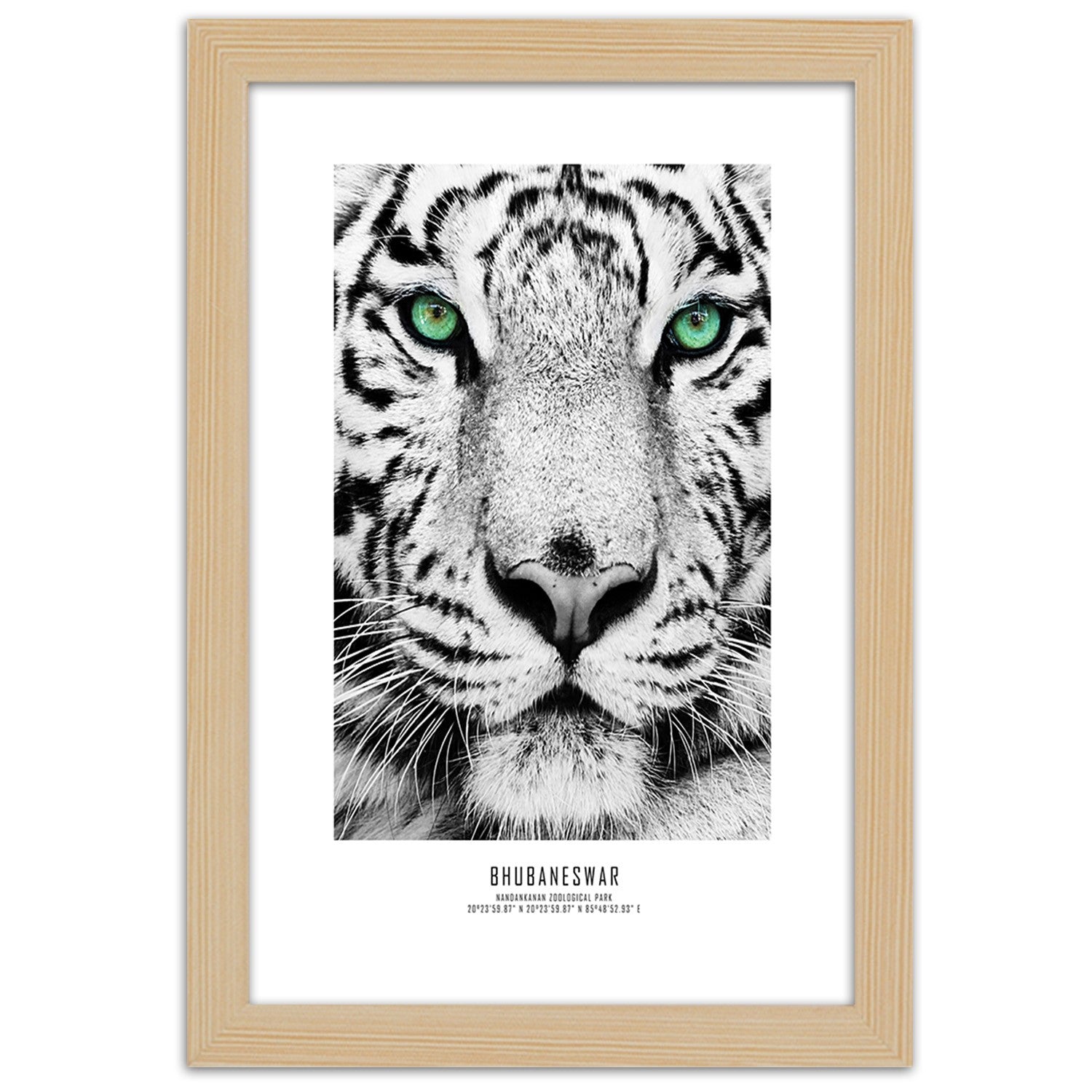 Picture in frame, White tiger