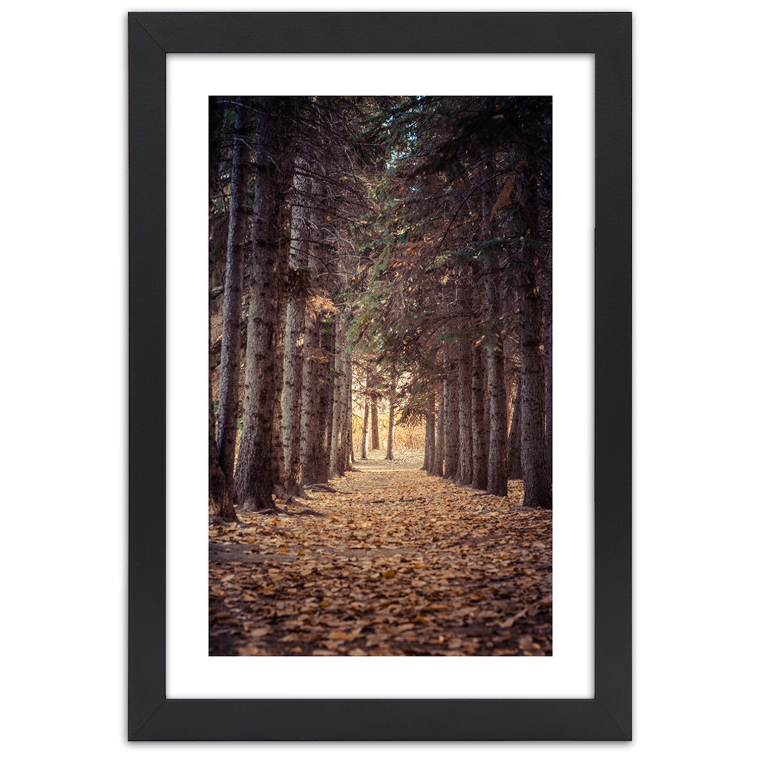 Picture in frame, Forest in autumn