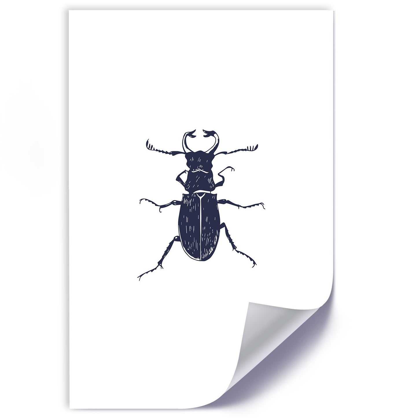 Poster, Black beetle