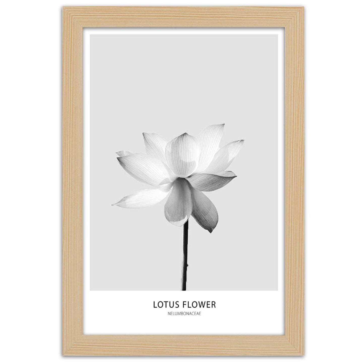 Picture in frame, White lotus flower