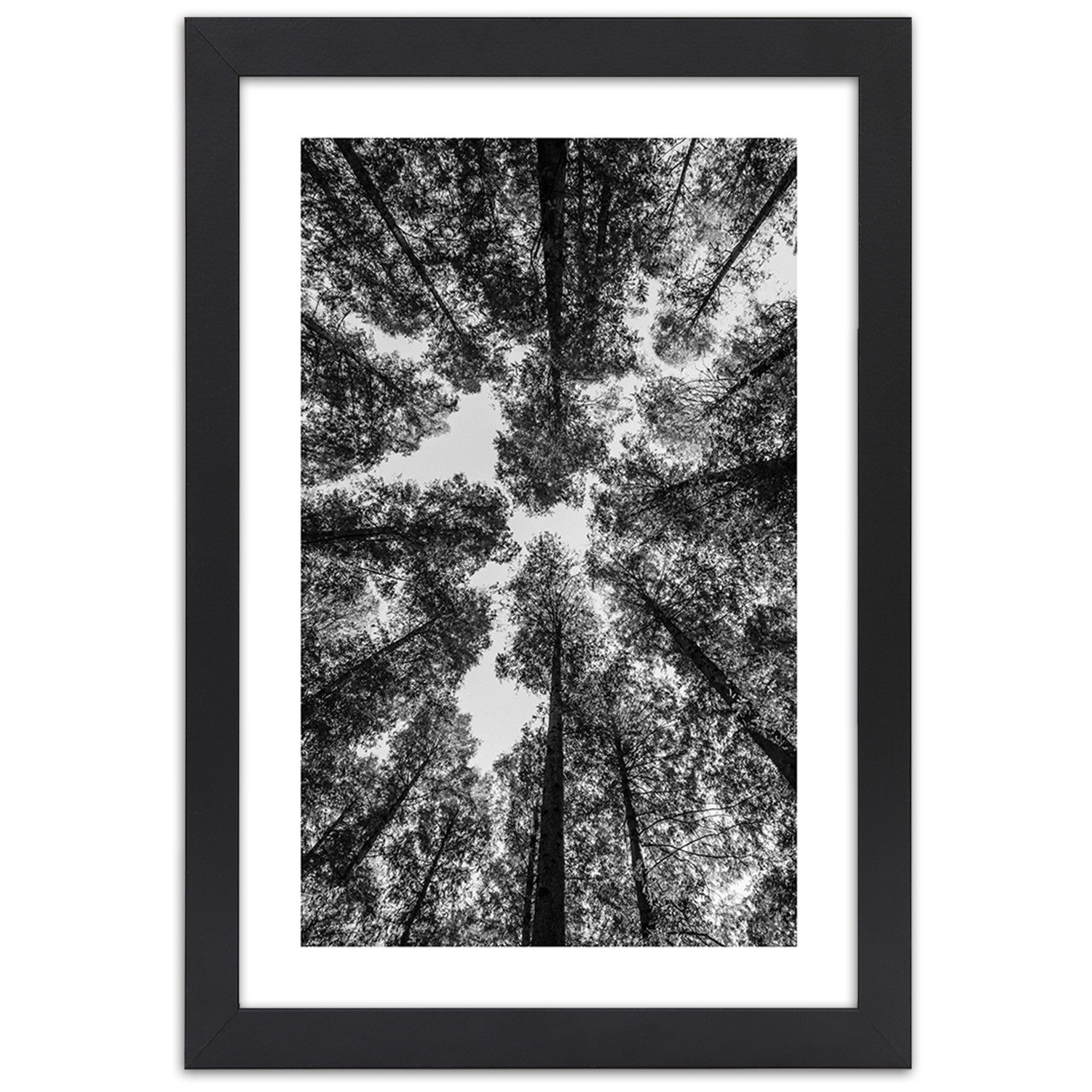 Picture in frame, Crowns of trees